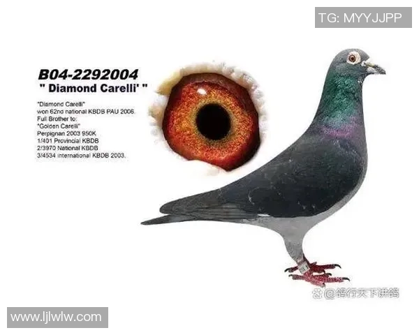 甘美奥与帕尔梅的巅峰对决谁能在赛场上书写新的传奇